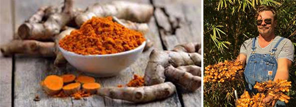 a bowl of powdered tumeric surrounded by tumeric root and a man holding lots of freshly dug roots